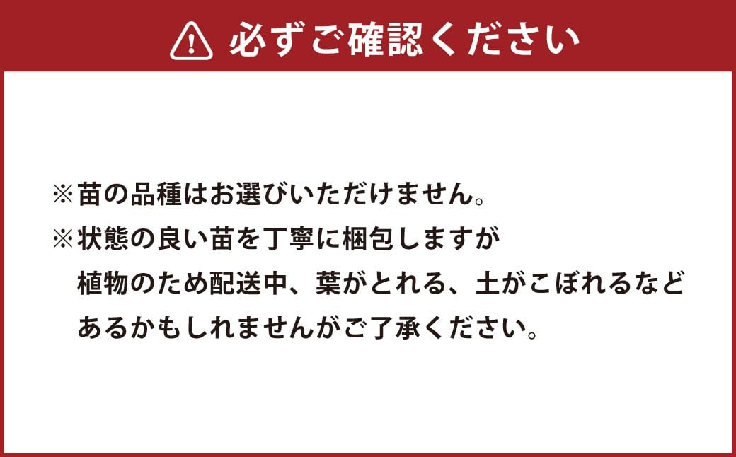 多肉植物 おまかせセット 12種 セット