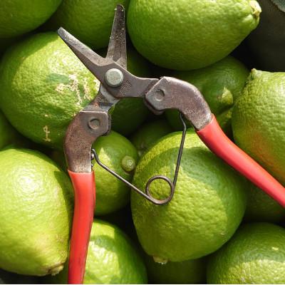 ふるさと納税 宇城市 《2026年10月より順次発送》宇城市産　ユーレカレモン　約2キロ |  | 01