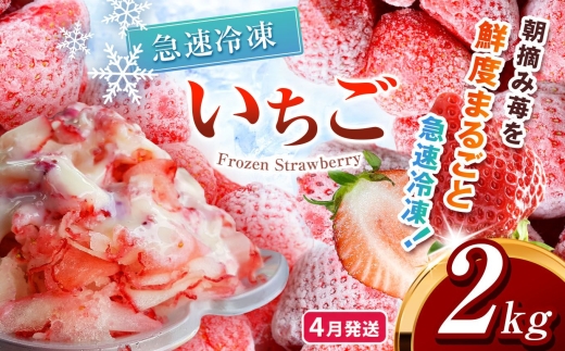 【先行予約】【4月発送】冷凍 いちご とちあいか 2kg カット済み | 2027年発送 いちご 冷凍 ヘタ取り 苺 冷凍いちご 冷凍イチゴ 冷凍苺 果物 デザート フルーツ スイーツ アイス ジャム シャーベット ストロベリー 氷菓 冷凍 甘い オススメ 人気 真岡市 ウッドベルファーム 栃木 苺 栃木いちご イチゴ 真岡いちご 産地直送 新鮮 農家直送 送料無料