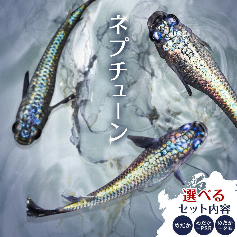 【ふるさと納税】メダカ ネプチューン 選べる セット内容 1ペア （ 2匹 ） 根来めだか《30日以内に出荷予定(土日祝除く)》和歌山県 岩出市 めだか ラメ 青体色 ヒレ光 メダカ