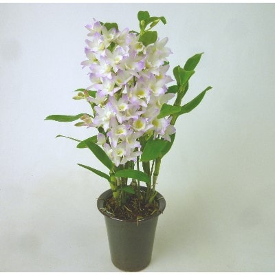 
            知多半島東海市ブランド大将園デンドロビウム(ファンシーエンジェル　’リセ’　4本立　プラ鉢)【1209841】
          