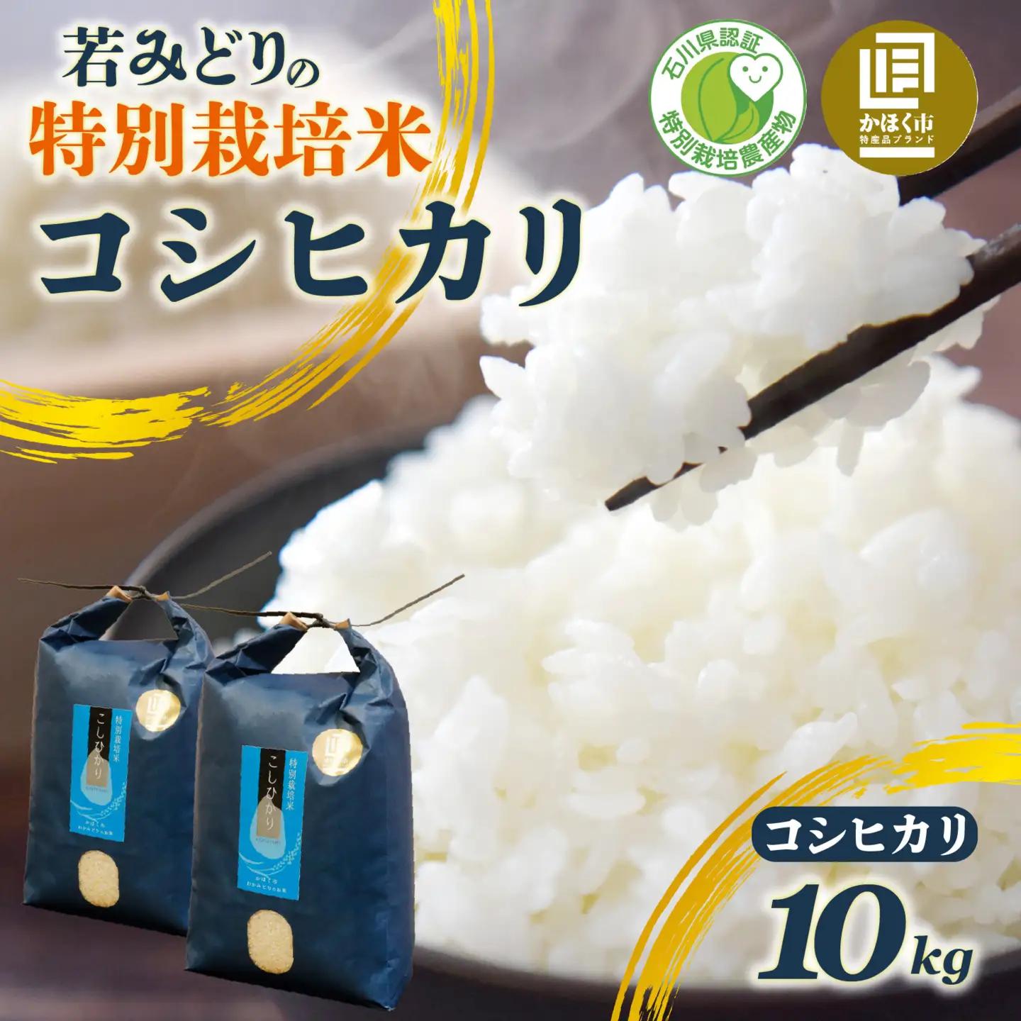 こしひかり 10kg 白米   /  コシヒカリ 令和7年産 