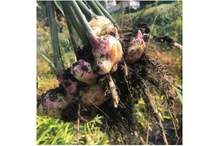 ジンジャーシロップ 2本セット (辛口スパイシー・すっきりマイルド 各1本)