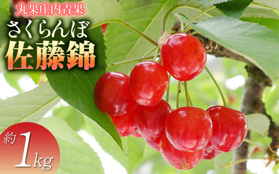 【令和8年産先行予約】さくらんぼ　佐藤錦 約1kg 山形県庄内産　丸果庄内青果　| サクランボ フルーツ 果物 くだもの 旬 人気 美味しい 鶴岡市 先行予約 返礼品