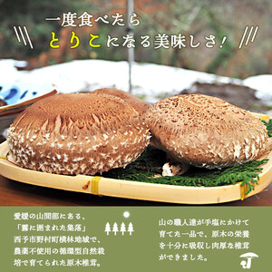 芳醇な香り＆超肉厚 愛媛県産原木椎茸「霧源（MUgEN）」 NYJ0001
