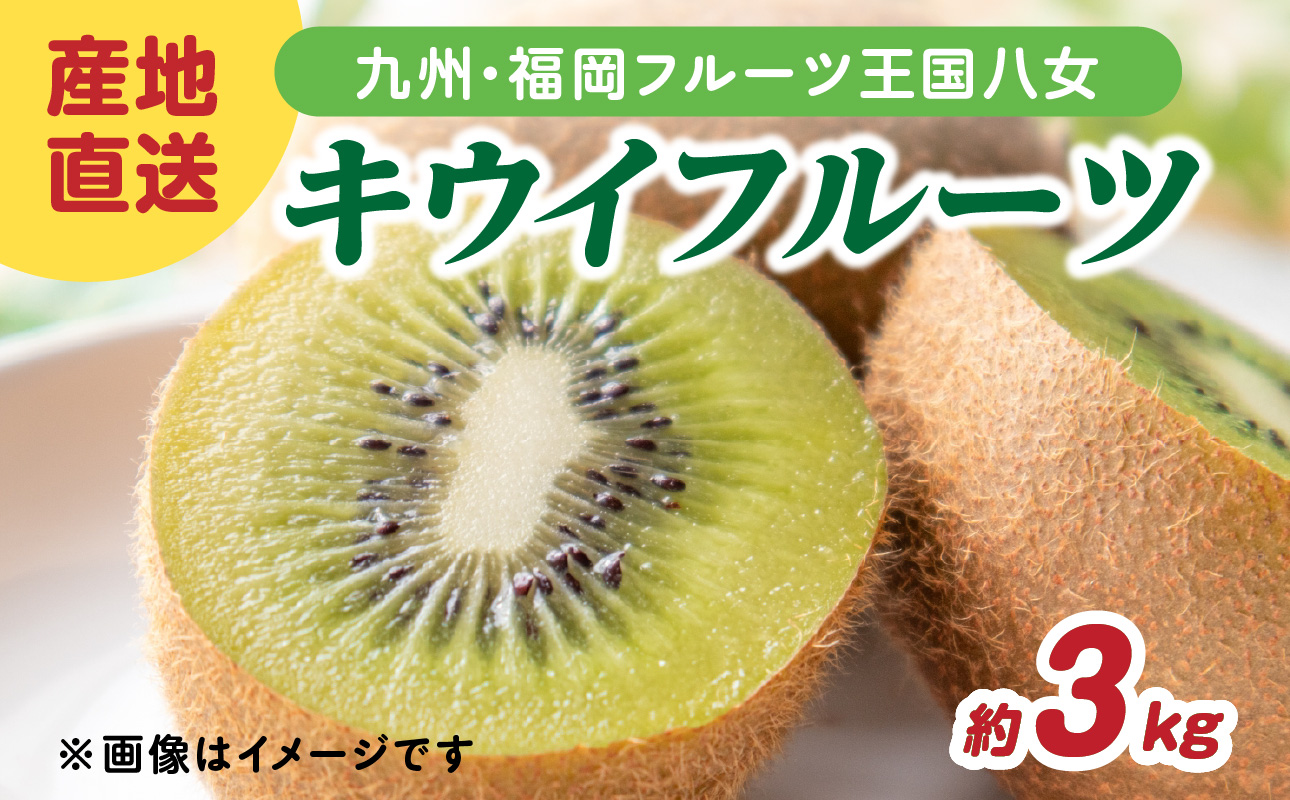 九州・福岡フルーツ王国八女 産地直送キウイフルーツ 約3.0kg【2025年12月発送開始】＜配送不可：北海道・沖縄・離島＞ フルーツ ヘイワード 産地直送 期間限定 福岡県 八女市