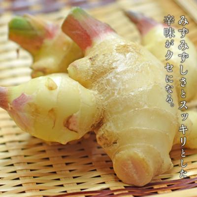 ふるさと納税 大月町 新生姜 1.5kg前後 しょうが 生姜 期間限定 旬野菜 薬味 穫れたて 産地直送 ジンジャー 新鮮 |  | 02
