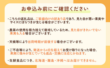 【先行予約】【数量限定】濃厚有田みかん（ご家庭用）10kg 【2024年11月上旬～11月下旬頃発送】または【2024年12月上旬～12月下旬頃発送】※北海道・沖縄・離島への配送不可