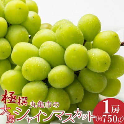 【ふるさと納税】極撰！丸亀市の「大房シャインマスカット」1房（約750g） 果物 デザート ぶどう フルーツ 輝く 高糖度 風味 重宝 美味しい 甘い 　お届け：2025年8月中旬～2025年10月中旬