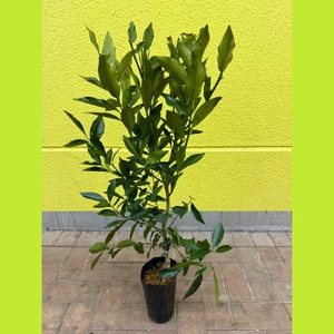 【先行予約】 種なしキンカン 苗木 ぷちまる 金柑 1年生 4.5号 ロングポット 果樹苗 家庭菜園 植物 果物 くだもの 2025年10月より発送 オンライン決済限定 静岡県 藤枝市