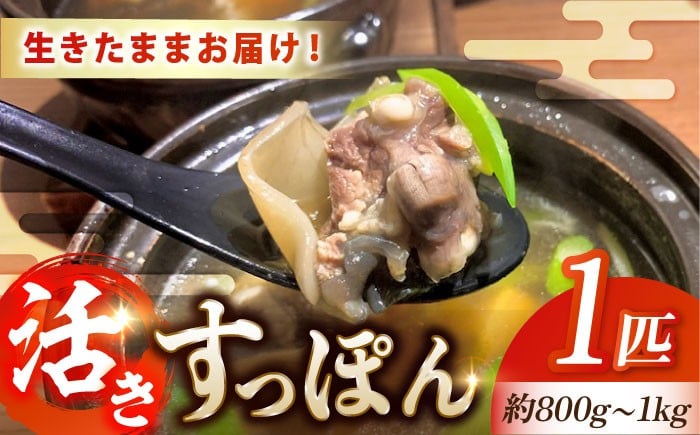 
            最高級食材！生きたまま届く！活きすっぽん 1匹｜鍋 すっぽん 活きすっぽん 生きすっぽん 国産すっぽん 活魚 珍味 すっぽん鍋 すっぽん料理 高級食材 冬鍋 スタミナ料理 コラーゲン料理 だし用 旨み 鍋食材 家庭用 すっぽんスープ 鼈 スッポン スッポン肉 鍋料理 濃厚 グルメ リピート ギフト 人気 おすすめ 高品質 好評 広島県産 江田島市/平井興産株式会社 [XAC003]
          