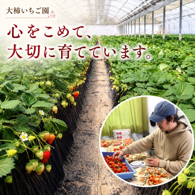 やさしさ仕立ての とちあいか 300g×4P 【2027年先行予約】 栃木県 矢板市