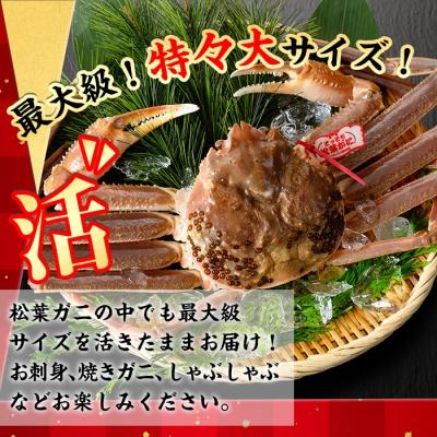 ふるさと納税 境港市 活松葉ガニ 特々大(1.2kg以上)【11月中旬〜3月中旬配送】 |  | 02