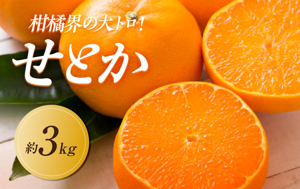 【2027年3月中旬より順次発送】柑橘界の大トロ！せとか　約3kg｜果物 くだもの フルーツ 柑橘 みかん せとか ミカン 人気 おすすめ お土産 ギフト 贈答 家庭用 先行予約 人気 おすすめ 香川 高松