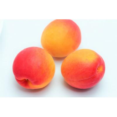 ふるさと納税 千曲市 【2026年発送】あんず「ハーコット」生食用 約2kg |  | 01