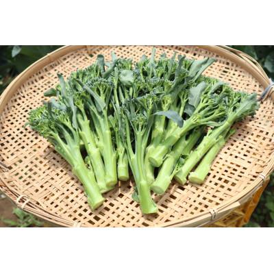 ふるさと納税 秦野市 〈11月〜発送〉　【大好評♪】 子どもがモリモリ食べてくれた　茎ブロッコリー 1300g