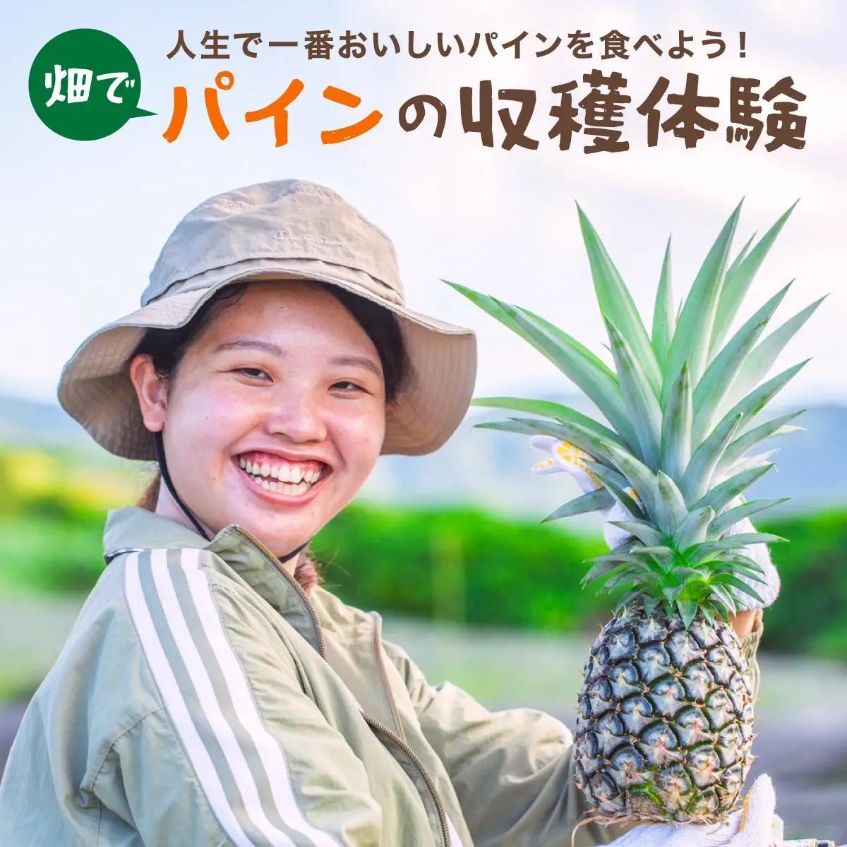 パイナップル パイン収穫体験参加クーポン