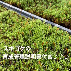 こけ 専門 農家直送 !! スギ ゴケ の 種 5L コケノミウラ 牧之原市 静岡県