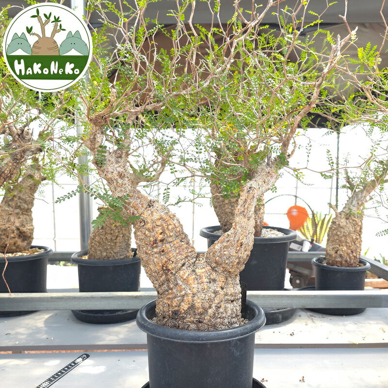 【ふるさと納税】オペルクリカリア・パキプス「塊根植物の王様」(発根管理済) Z7｜観葉植物 コーデックス 盆栽 鉢植え インテリア ハコネコ [0593r]