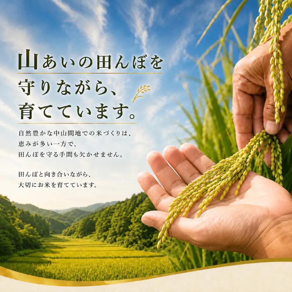 【ふるなび限定】【令和8年産 】新潟県産 農家応援米 精米 10kg 米 お米 新米 訳あり 大容量　FN-Limited-SP