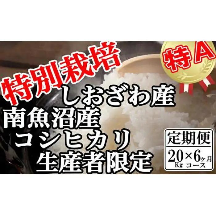 【令和7年産】【定期便：20Kg×6ヶ月】特別栽培 生産者限定  南魚沼しおざわ産コシヒカリ【定期便 銘柄米 ブランド米 精米 こしひかり コシヒカリ 魚沼産 新潟米 産地直送 お米 米 こめ コメ ご飯 御飯 ごはん】