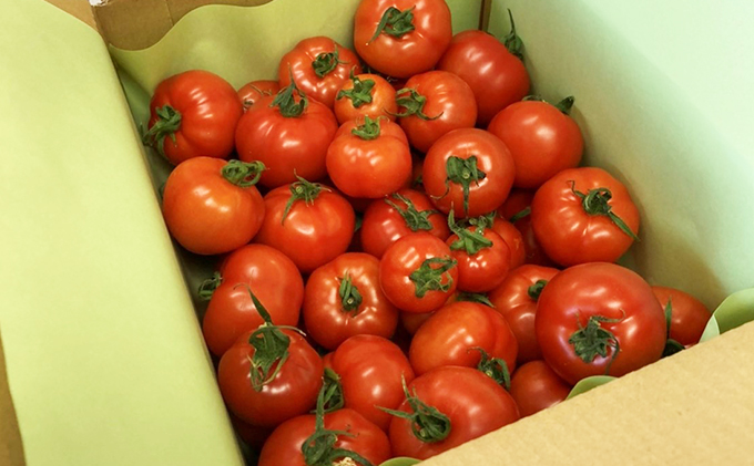 機能性表示食品 Hapitoma ハピトマ 訳あり(1.8kg)【配送不可:北海道・沖縄・離島】健康 ヘルシー GABA 人気 厳選 袋井市 野菜 トマト ミニトマト ストレス リコピン コレステロー