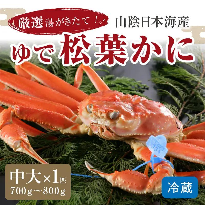 かに卸問屋がお届け・自社釜ゆで！山陰沖ゆで松葉がに 700ｇ～800ｇ 中大サイズ（12月発送）／北畿水産 かに