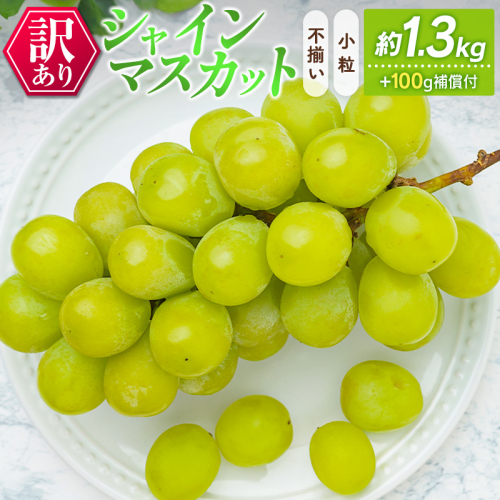訳あり［不揃い・小粒］シャインマスカット 4パック 約1.3kg+100g補償付 ご家庭用 宮崎県新富町産 製菓用 先行予約 ※2026年8月下旬～【B638-26】