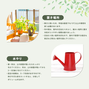 2026年1月中旬～発送【観葉植物】フィッカス・ベンガレンシス(曲がり)70cm～100cm (Green Base/018-2049) 南国鹿児島県で育った 観葉植物！植物 鉢付 インテリア 室内 
