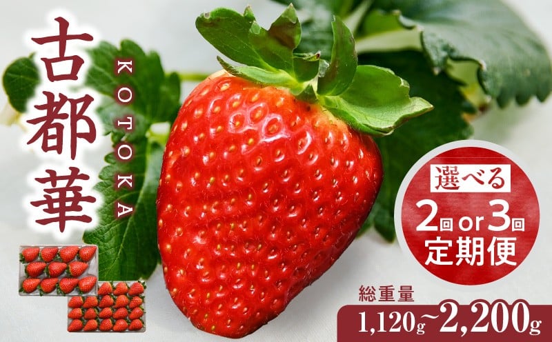 
            【選べる回数】【1～5月発送】高級いちご「古都華」定期便　
          