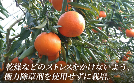 【2026年2月下旬から発送】せとか みかん 約2.5kg 果物 化粧箱入り フルーツ ギフト【小春農園】[ZBN002]