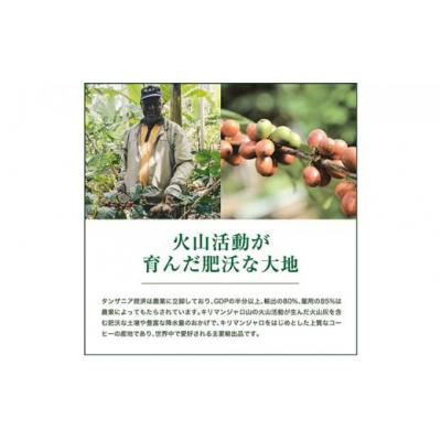 ふるさと納税 堺市 【豆】スペシャルタンザニア・キリマンジャロ キゴマ キボー ディープブルー AA600g |  | 03