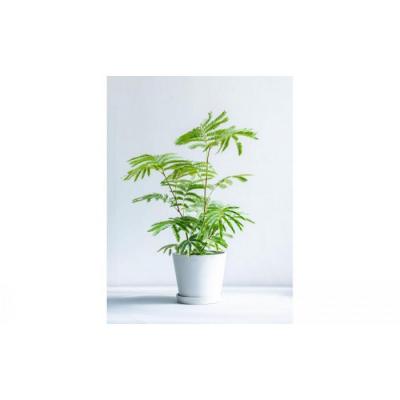 ふるさと納税 横浜市 エバーフレッシュ Sサイズ 鉢付き観葉植物 ホワイトグレー