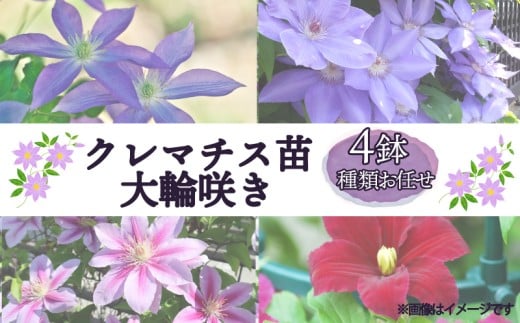クレマチス苗 大輪咲き 4鉢セット 種類 おまかせ 花 お花 花苗 鉢花 鉢植え 園芸 ガーデニング 富士山 静岡県 長泉町