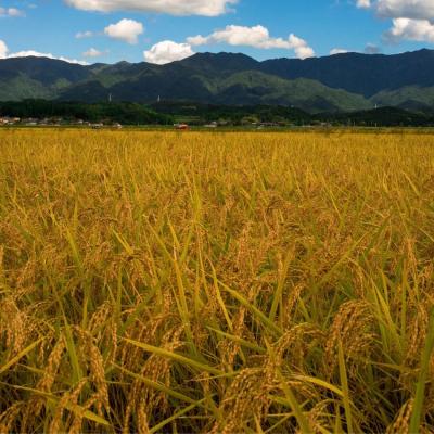 ふるさと納税 阿賀野市 【新米 にじのきらめき 20kg】令和8年産 阿賀野市産にじのきらめき 20kg(5kg×4袋) |  | 01