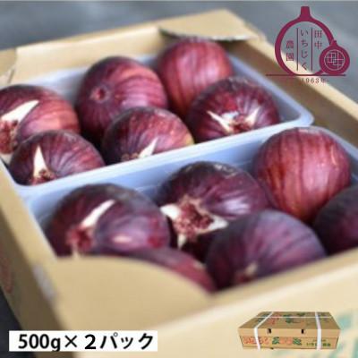 ふるさと納税 河南町 《1kg》田中いちじく農園の朝採り新鮮いちじく　4〜7個入×2パック