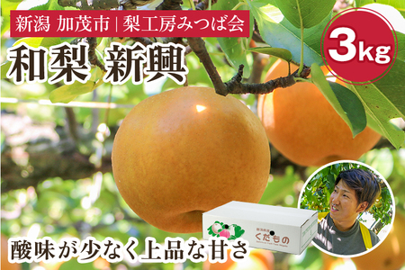 【2026年先行予約】新潟県産 和梨 新興 3kg（4〜7玉）《10月下旬以降発送》しんこう 梨工房みつば会