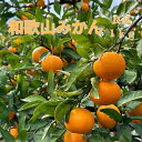 【ふるさと納税】和歌山県海南市産みかん 良品 約1kg（サイズ2S～2L）【red4】 | みかん 蜜柑 フルーツ 果物 くだもの 食品 人気 おすすめ 送料無料