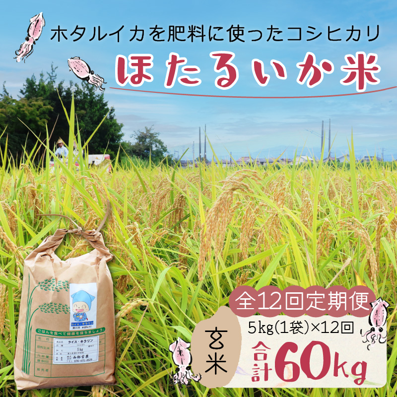 【訳あり】ほたるいか米（玄米5kg）×12回計60kg【12カ月定期便】 [H-021001]