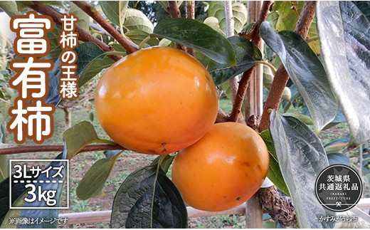 
            【2026年先行予約】＼大玉秀品／有機肥料を中心に栽培された高級品種柿「富有柿」3㎏（10～12玉）朝どり産地直送（茨城県共通返礼品・かすみがうら市産） ／ 柿 カキ かき 富有柿 果物 フルーツ 3.5kg 果物 フルーツ 産地直送 ギフト 贈答 利根町
          