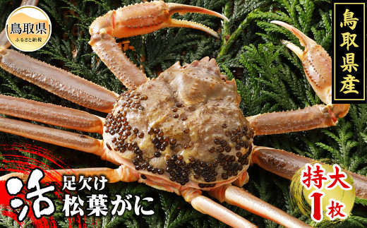 鳥取県産　活足欠け松葉がに【期間限定】_T2600096 ふるさと納税 鳥取 かに カニ 蟹 海鮮 海の幸 冬の味覚 数量限定