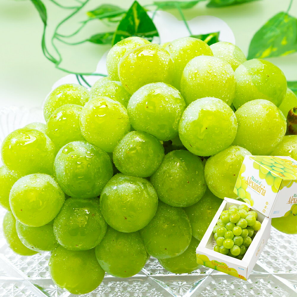 【ふるさと納税】ぶどう マスカット ・オブ・アレキサンドリア 1房（700g以上） 化粧箱入り 岡山県産 フルーツ 果物 ギフト 果物 くだもの フルーツ 食後 デザート 岡山県 倉敷市 送料無料 【2026年7月上旬～7月下旬迄順次発送予定】