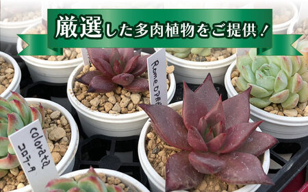 多肉 植物 苗 12個 セット 福岡 八女 観葉植物 多肉植物 はち インテリア 鉢植え 園芸用品 室内栽培 水やり 広川町 / plantsfunshopnatur [AFAT005]