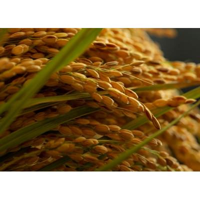 ふるさと納税 与謝野町 令和7年産米　京都府与謝野町産コシヒカリ「京の豆っこ米」精米5kg　山口農園こだわりの特別栽培米 |  | 02
