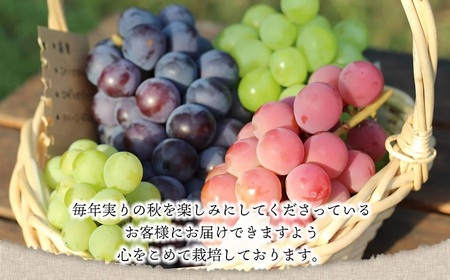 【令和8年産先行予約】【限定生産】幻の種あり品種 ぶどうの詰合せ 約2kg 季節の旬の高級黒ぶどう・赤ぶどうセット　カラフルぶどう園