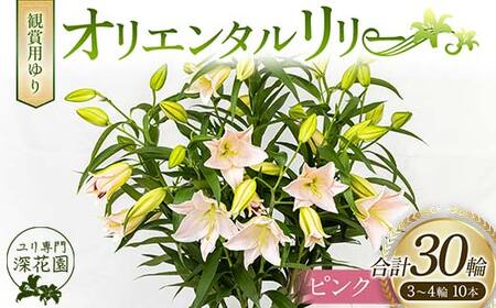 ユリ専門＜深花園＞観賞用ゆり オリエンタルリリー ピンク 3～4輪10本 F23R-505