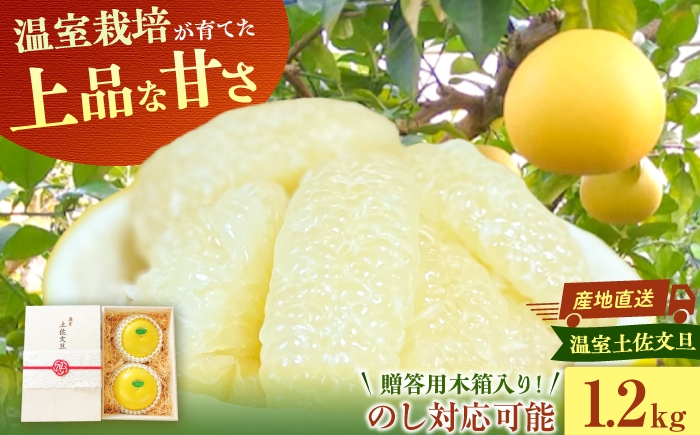 
                  【先行予約】熨斗対応可能！厳選！温室土佐文旦 大玉2玉（約600g×2個） 贈答用木箱入り 文旦 ぶんたん 土佐 柑橘 高知県産 フルーツ お取り寄せ ギフト 先行予約 高知県 土佐市【土佐文旦の藤岡】[BQBJ003]
                