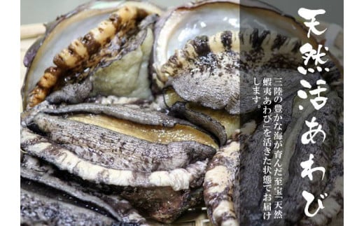 fc-39-009    岩手県三陸産活蝦夷 あわび （500g） ヤマキイチ商店