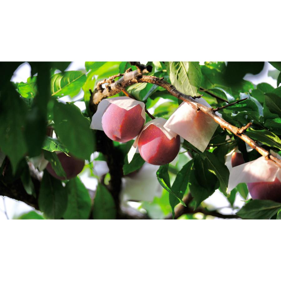 ＜Bonchi＞甲州市産 貴陽 1kg(5～7個入) 自然農法