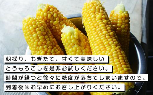 【35】朝採りとうもろこし13本